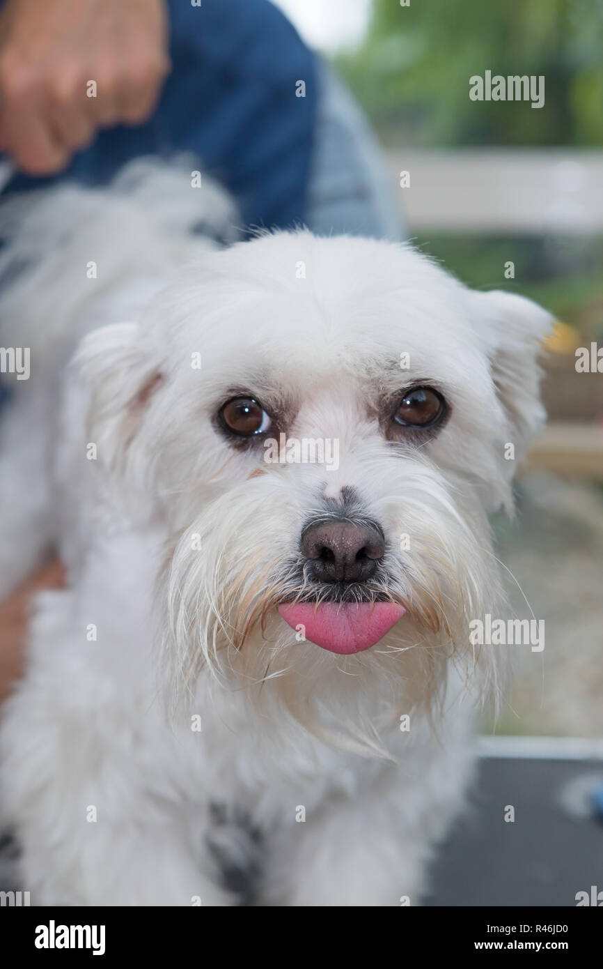 Blowing a raspberry hires stock photography and images Alamy