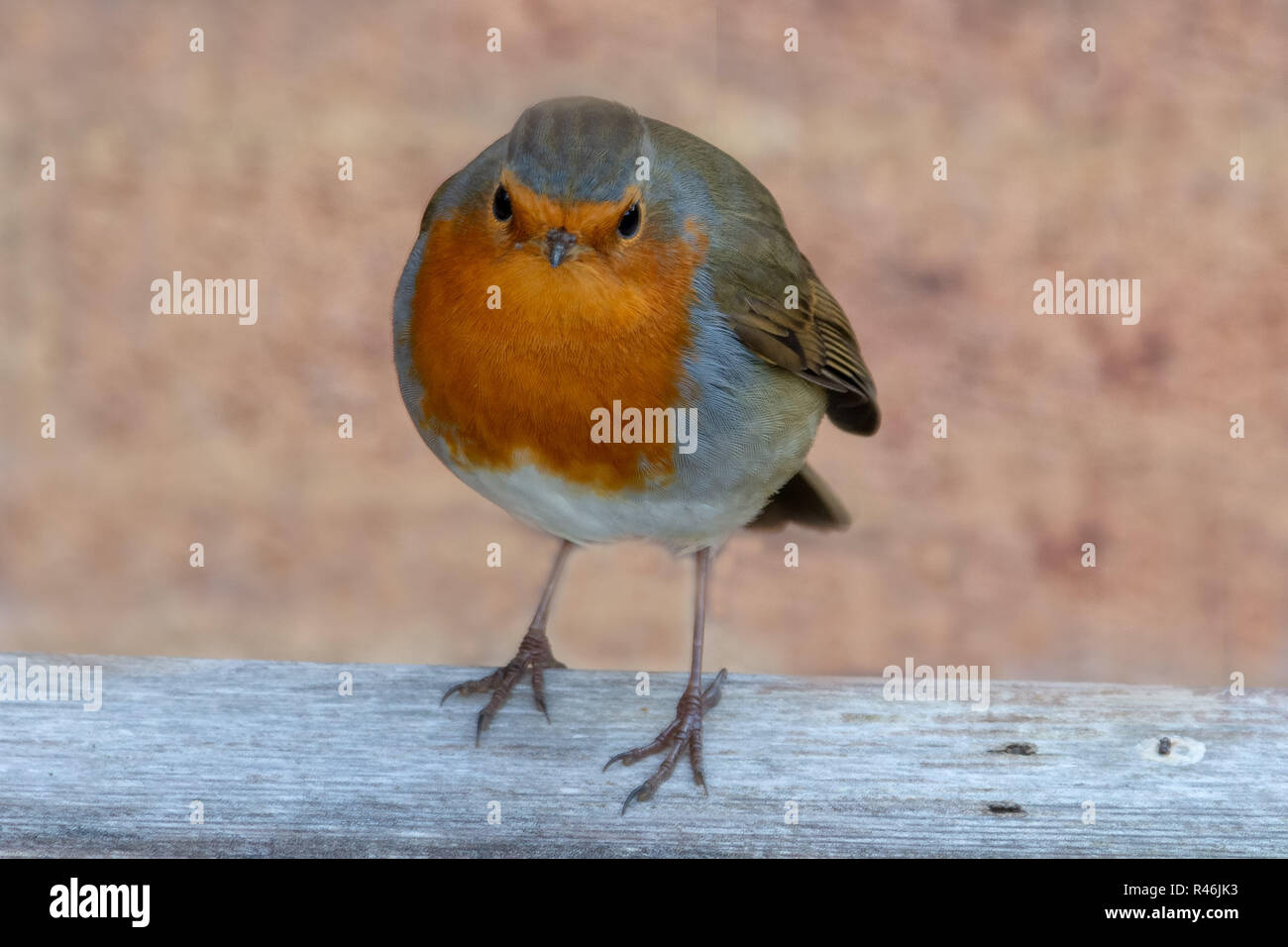 Robin in garden Stock Photo Alamy