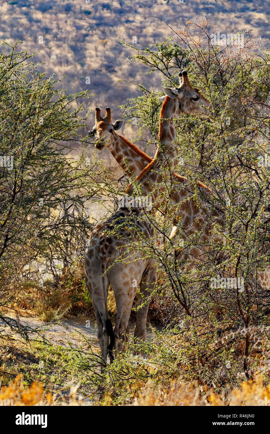 adult female giraffe with calf grazzing Stock Photo