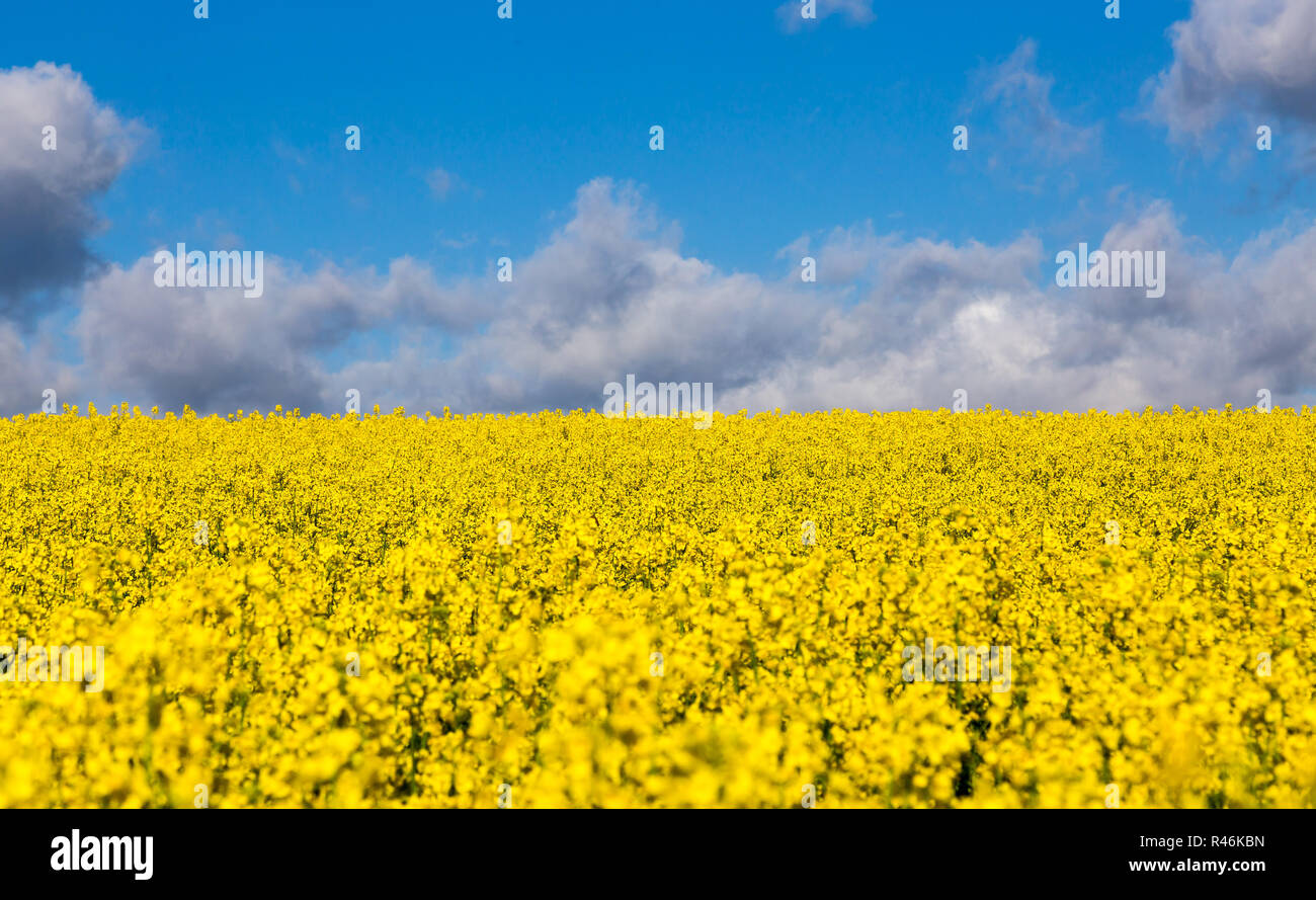 rapeseed field in summer with yellow flowers and blue sky Stock Photo ...