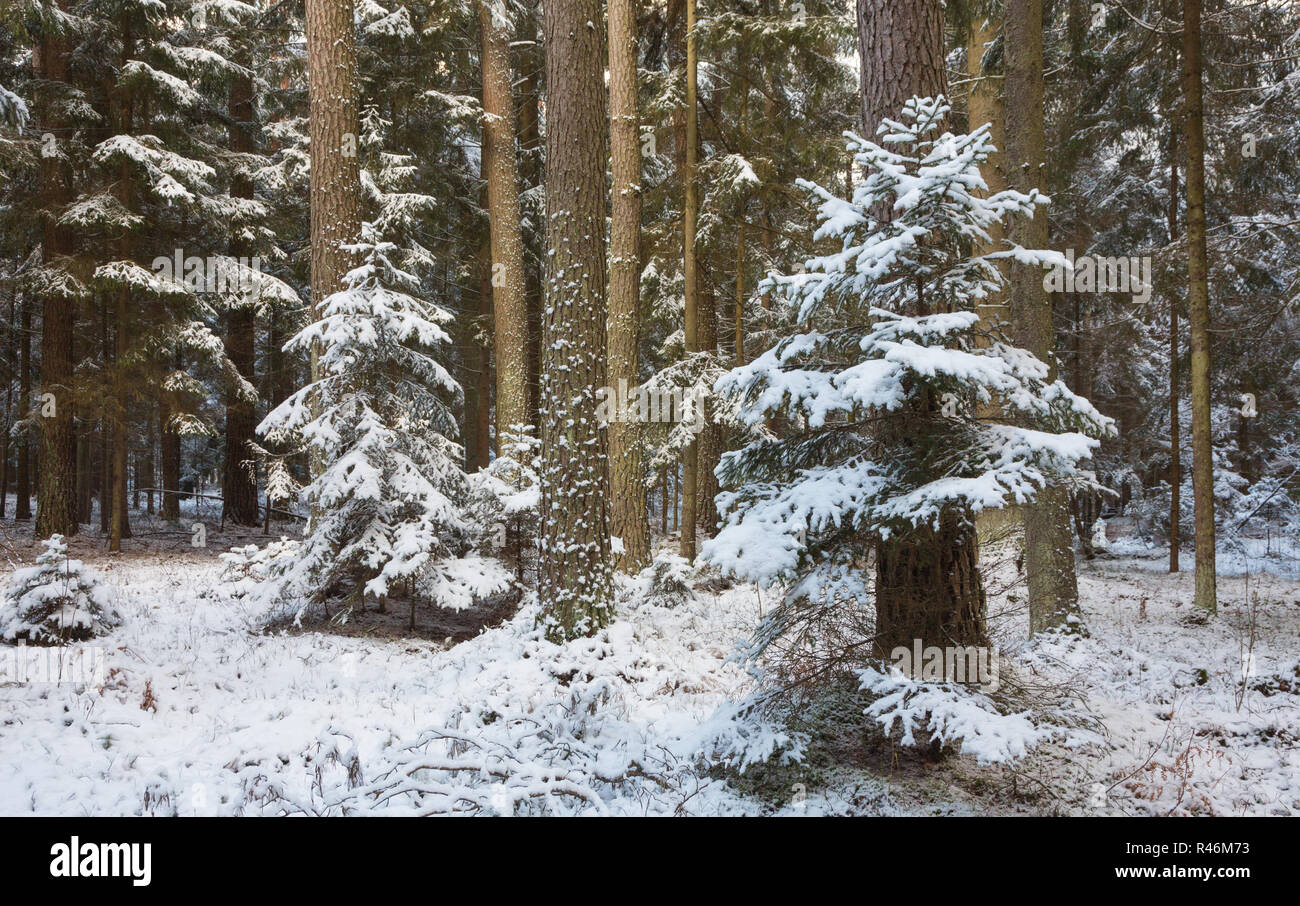 winter landscape of natural forest with pine trees trunks and spruces ...