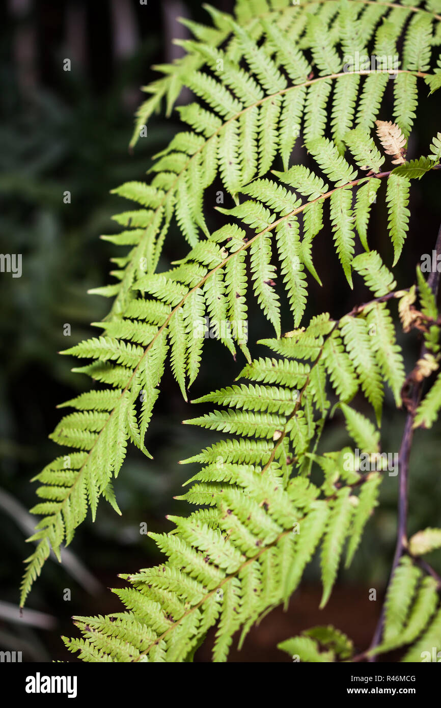 Close up fern leaf hi-res stock photography and images - Alamy