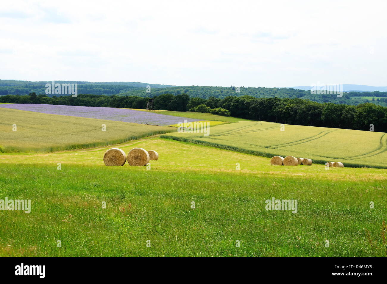 Straw coloured fields hi-res stock photography and images - Alamy