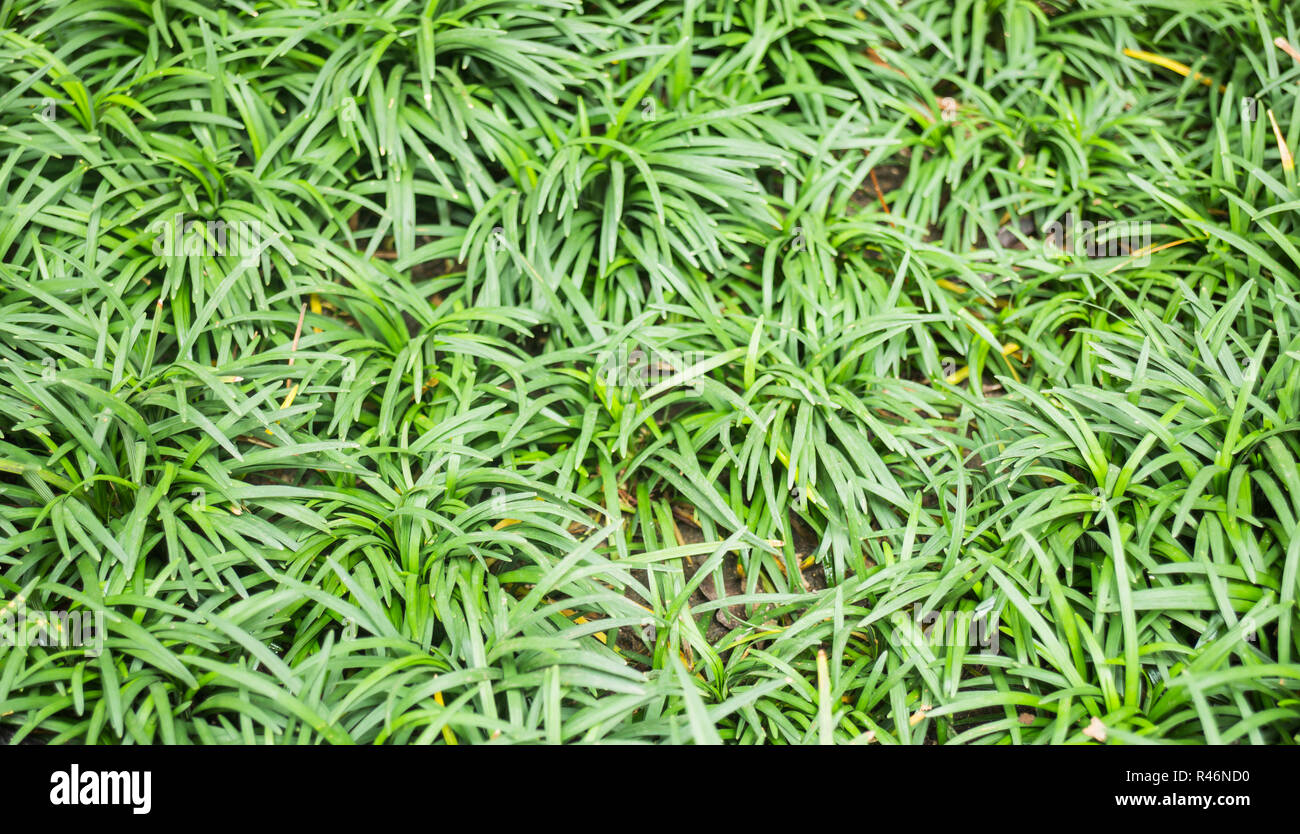 Green tropical plant in the garden Stock Photo - Alamy