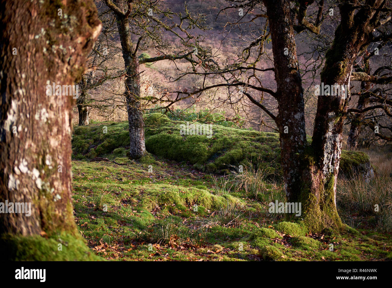 Natural deciduous woodland in autumn. The leaves have fallen from the