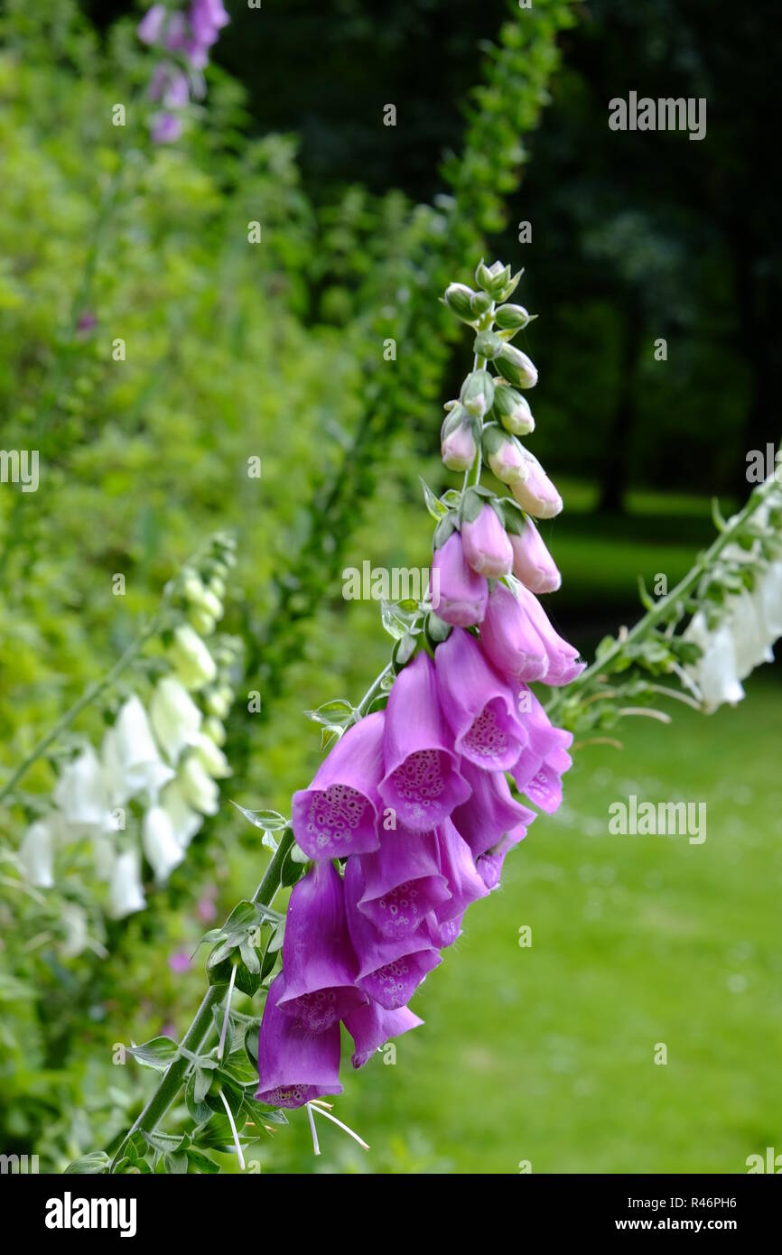 foxglove,digitalis purpurea Stock Photo