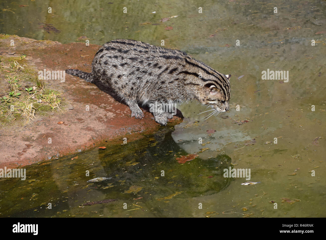 cat hunting fish