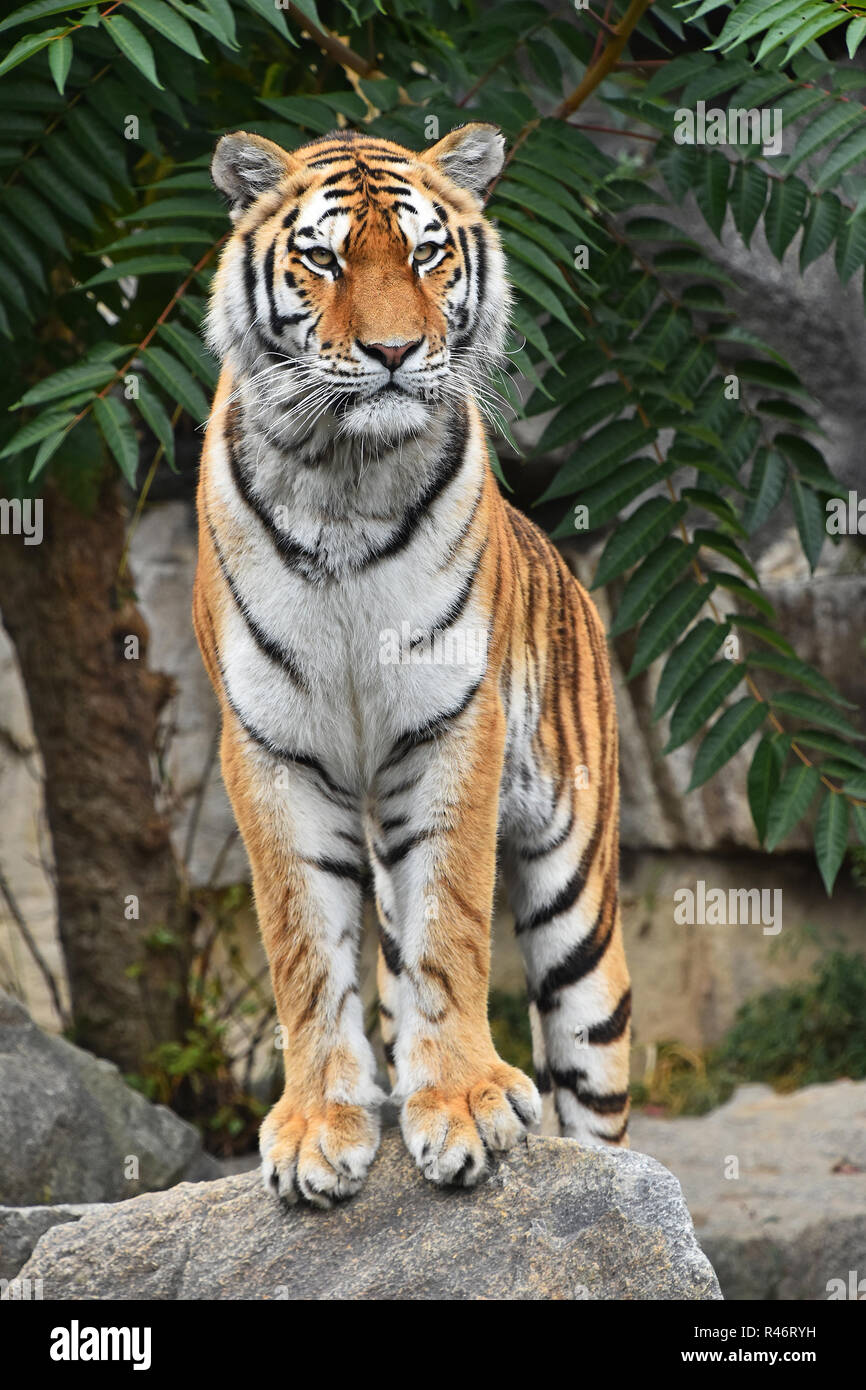 Close up full length front portrait of one young Siberian tiger (Amur tiger, Panthera tigris altaica) standing on the rock and looking at camera, low  Stock Photo
