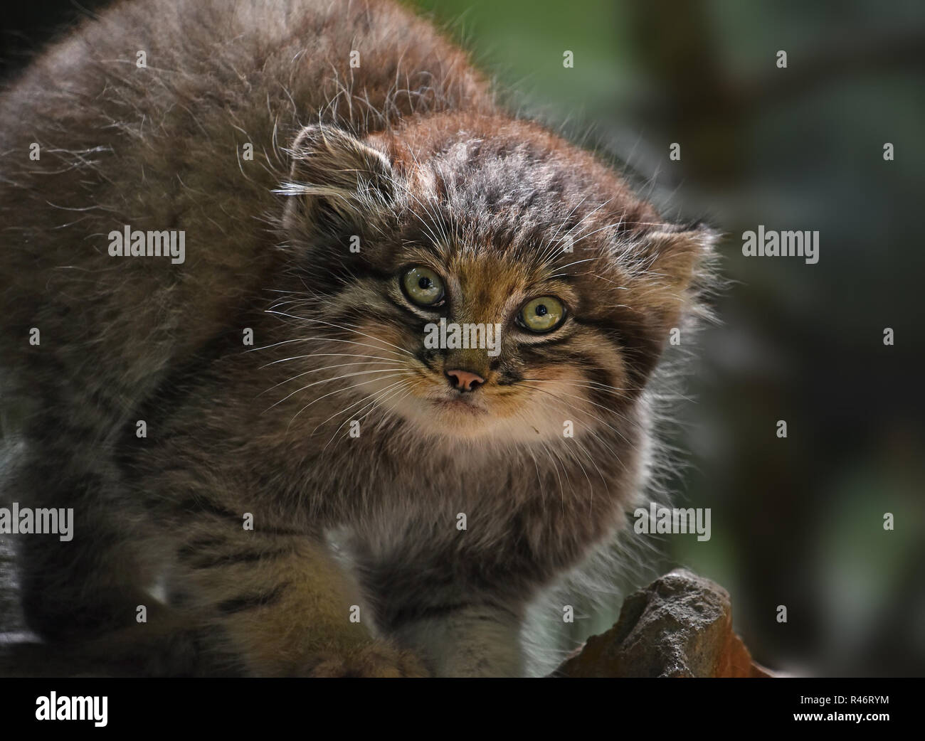 Close up portrait of one cute Manul kitten (The Pallas's cat or Otocolobus manul) looking at camera, low angle view Stock Photo