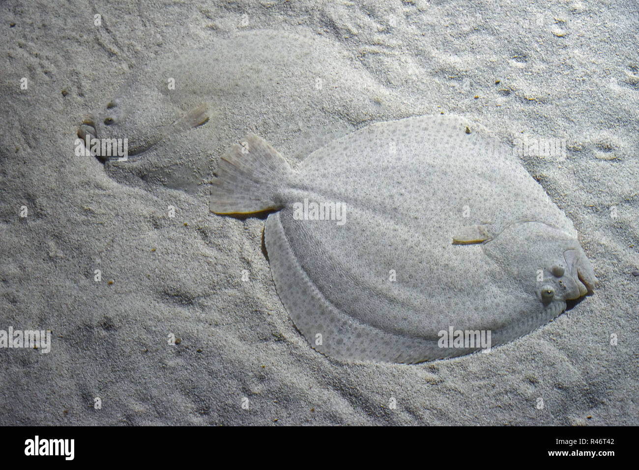 Flat fish camouflage hires stock photography and images Alamy