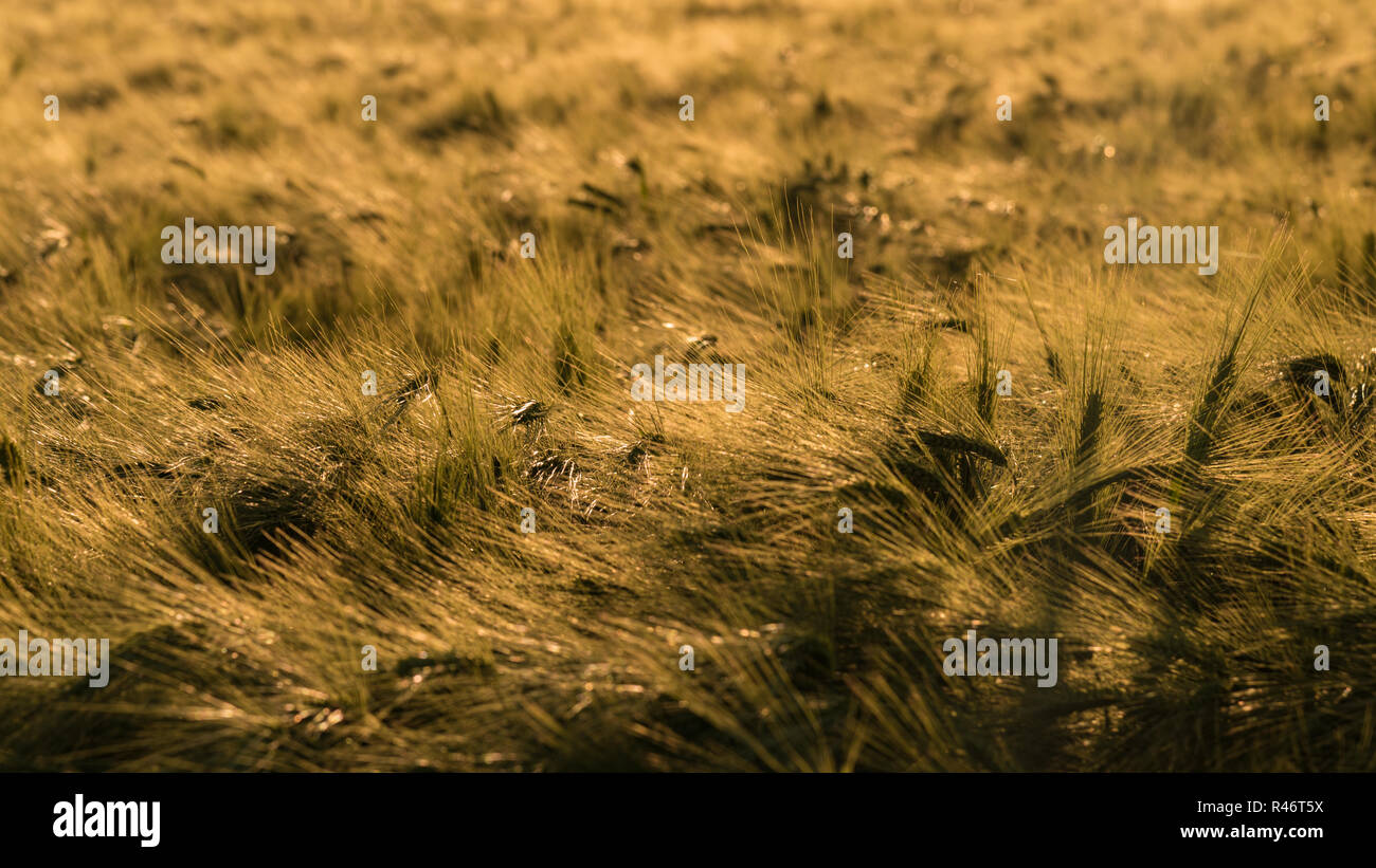 The golden grain is ripe for harvest Stock Photo - Alamy