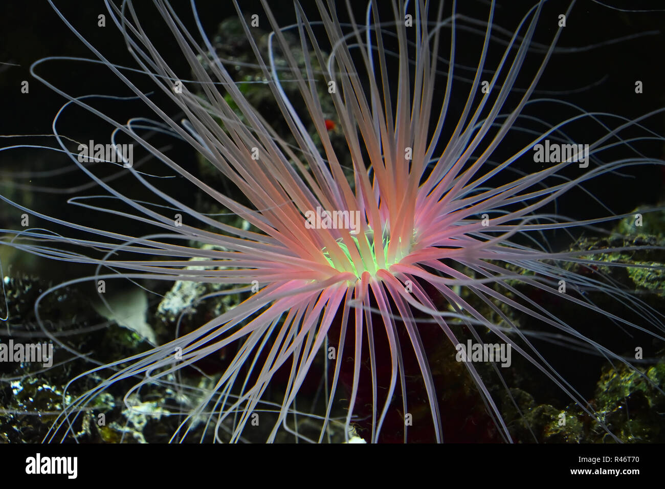 Close up pink and purple sea sebae anemone polyps in water of aquarium, high angle view Stock Photo