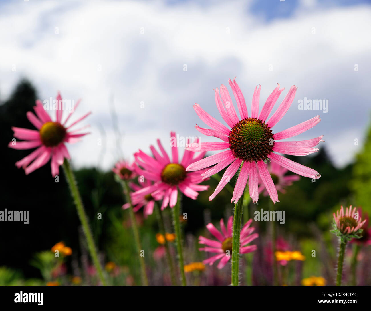 three echinacea flowers Stock Photo