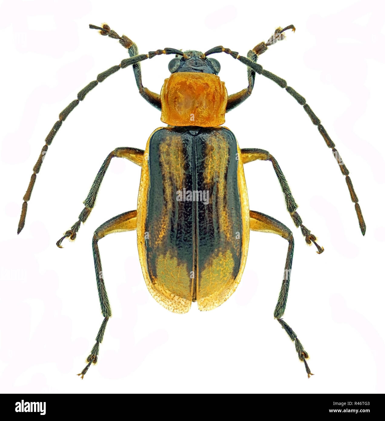 Western corn rootworm (Diabrotica virgifera), an invasive pest of corn Stock Photo Alamy