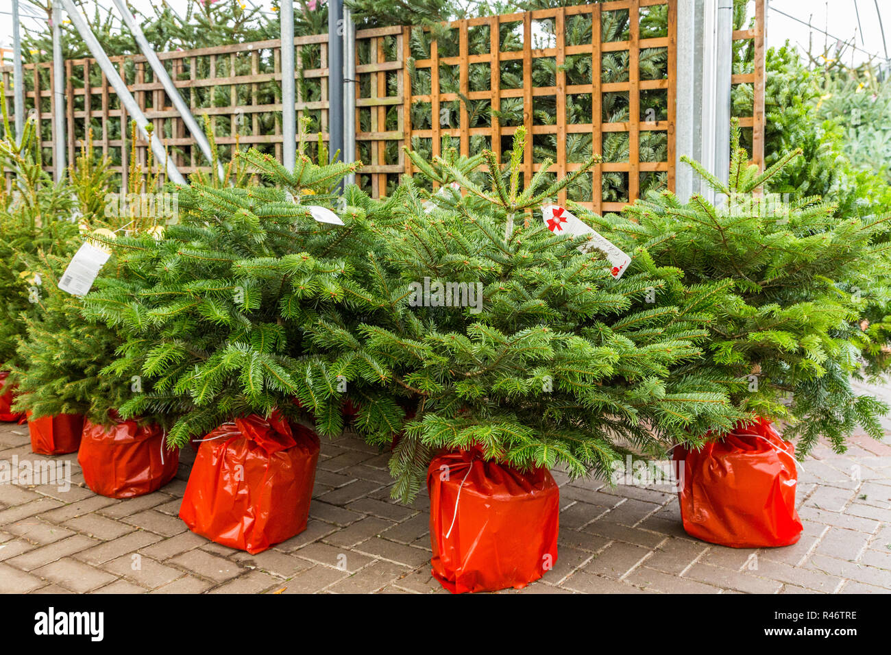 Christmas trees in all shapes and sizes awaiting sale at a busy garden