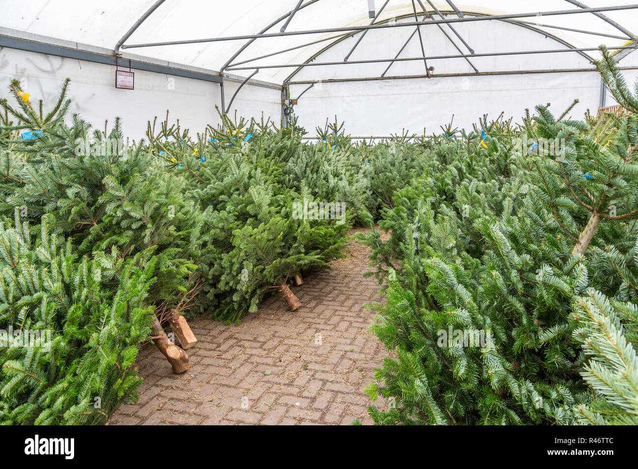 Christmas trees in all shapes and sizes awaiting sale at a busy garden centre, Waresley