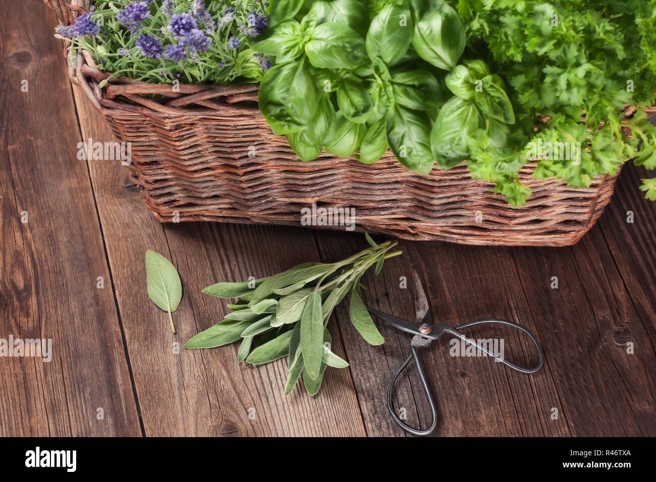 harvesting fresh herbs Stock Photo Alamy