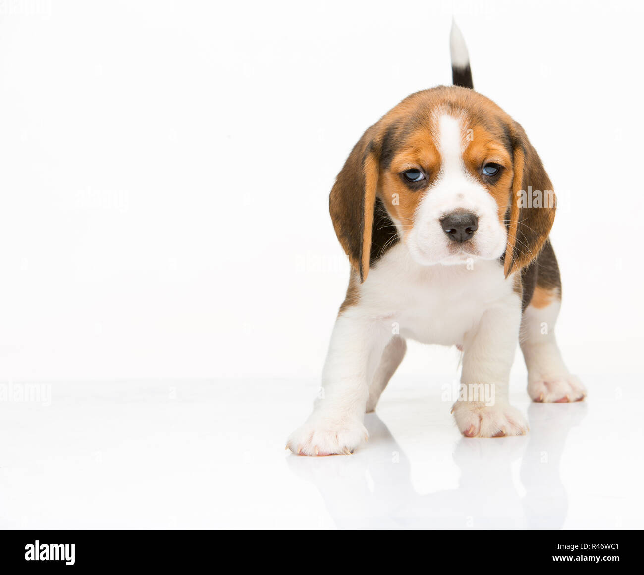 Beagle puppy on white background Stock Photo - Alamy