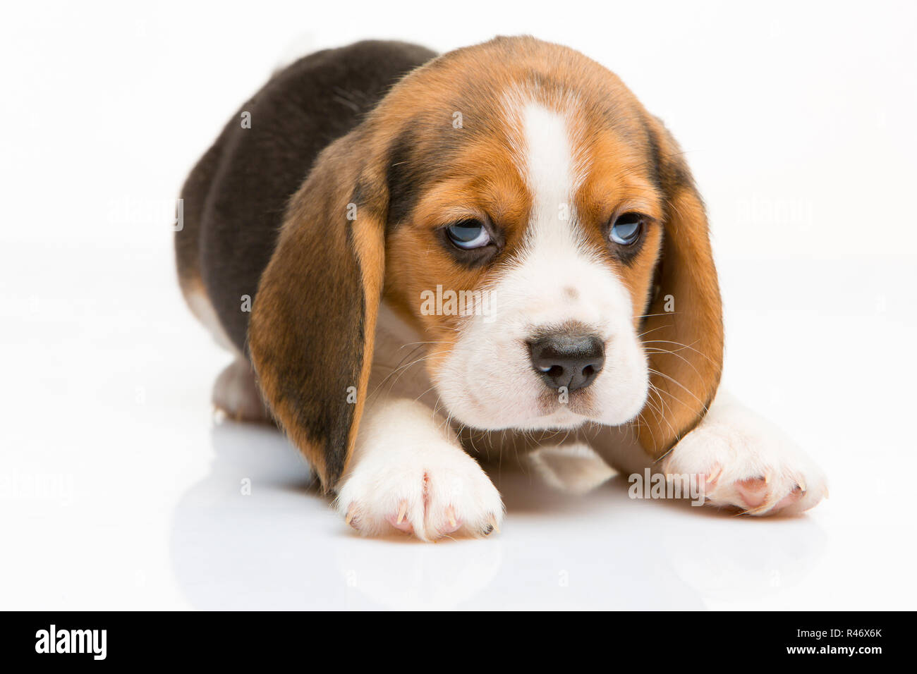 Beagle puppy on white background Stock Photo - Alamy