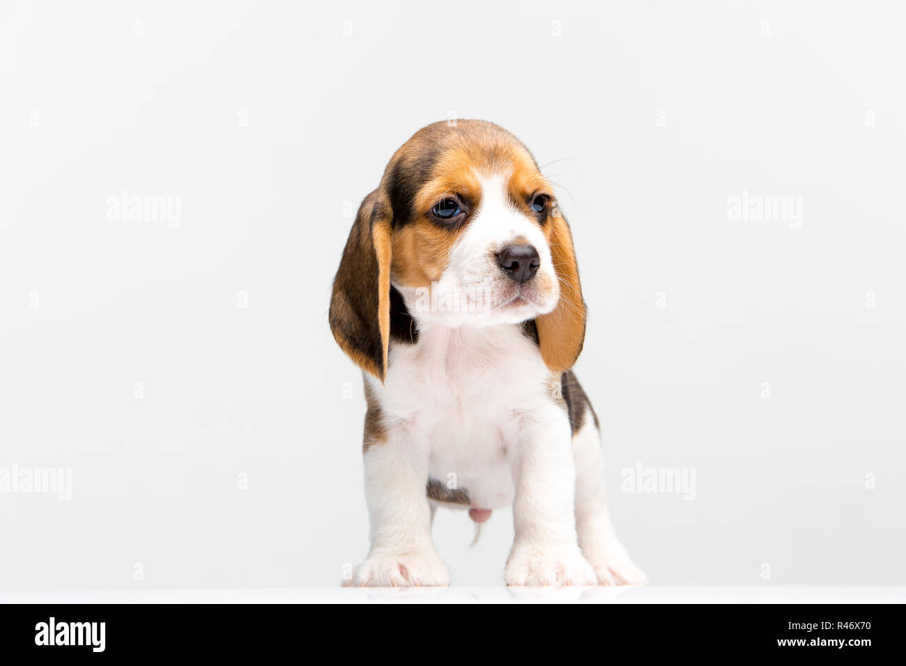 Beagle puppy on white background Stock Photo - Alamy