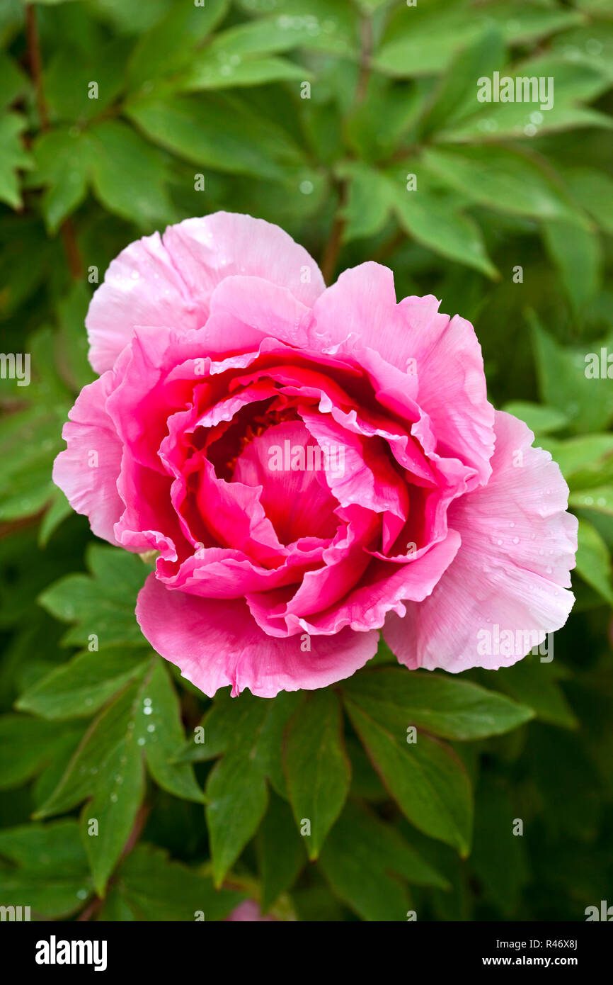 Peony in a garden Stock Photo - Alamy