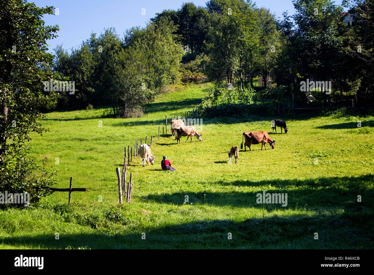 View of a traditional woman, cows, trees and grass field at high plateau reflecting culture. The image is captured in Trabzon/Rize area of Black Sea r Stock Photo
