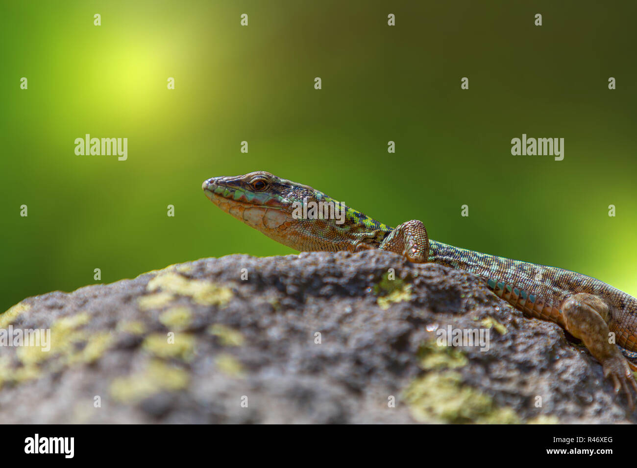 lizard on stone Stock Photo