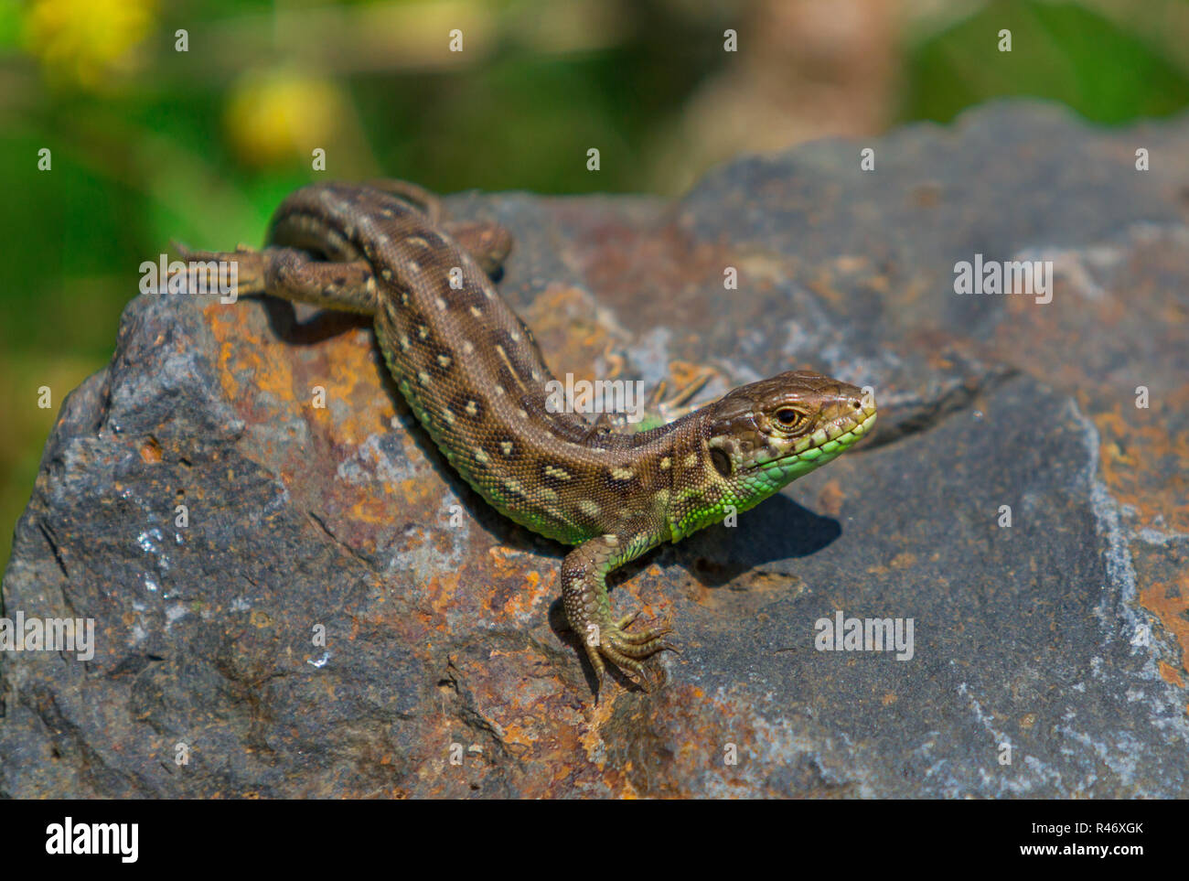 wall lizard Stock Photo