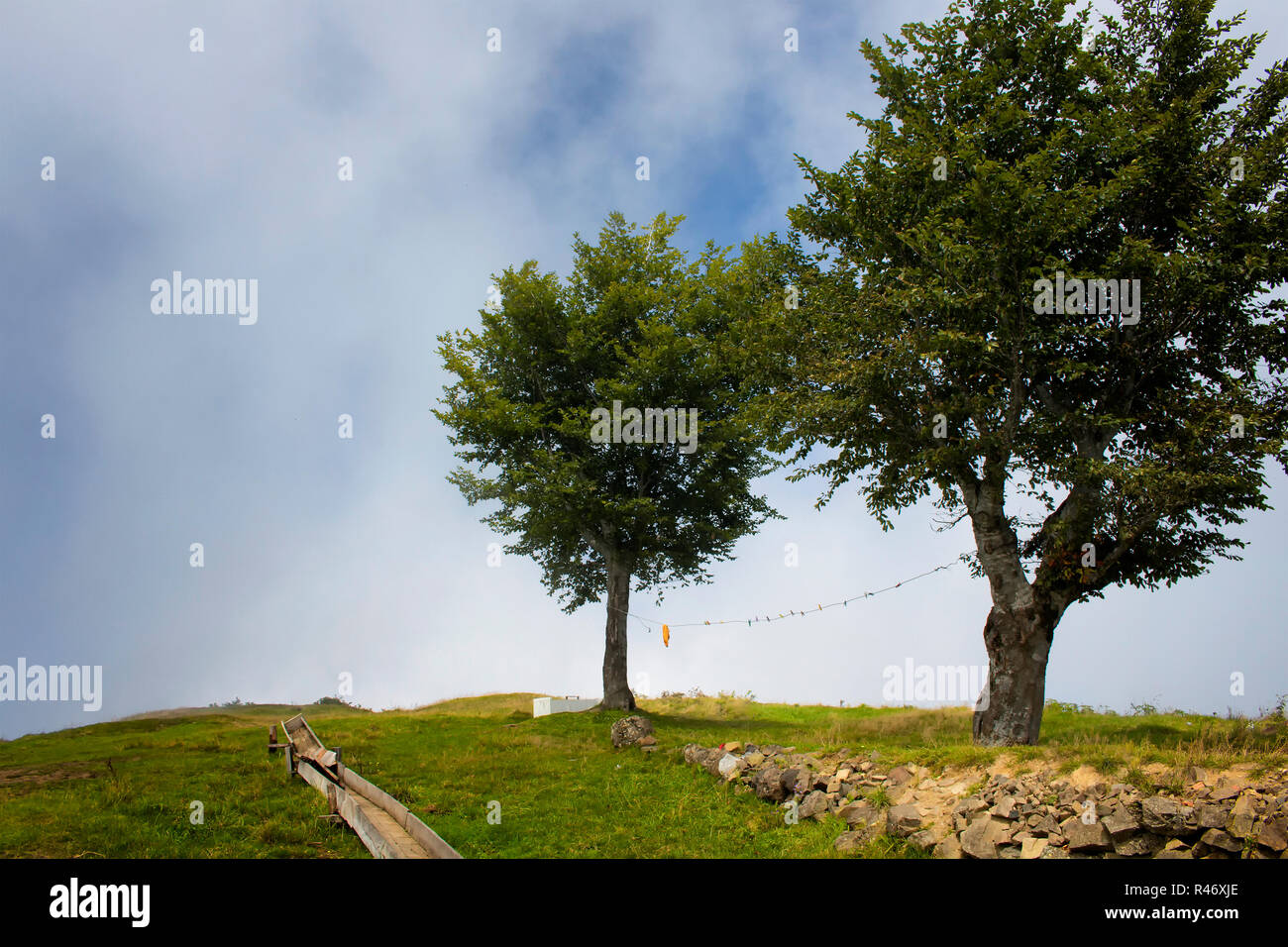View of two trees at the top of a mountain with fog background creating beautiful nature scene. The image is captured in Trabzon/Rize area of Black Se Stock Photo