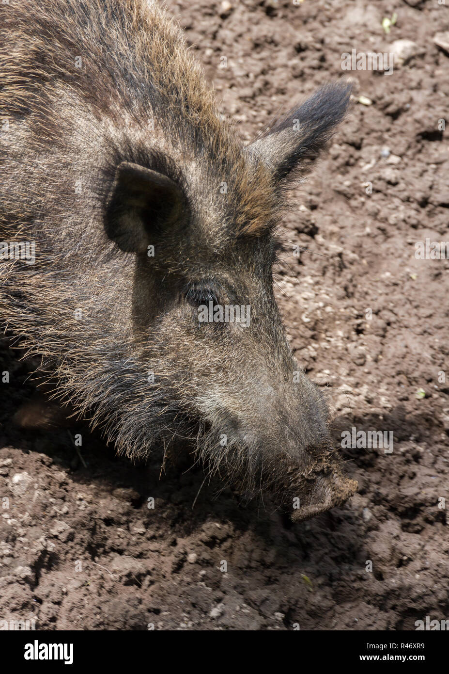 Truffle hog hires stock photography and images Alamy