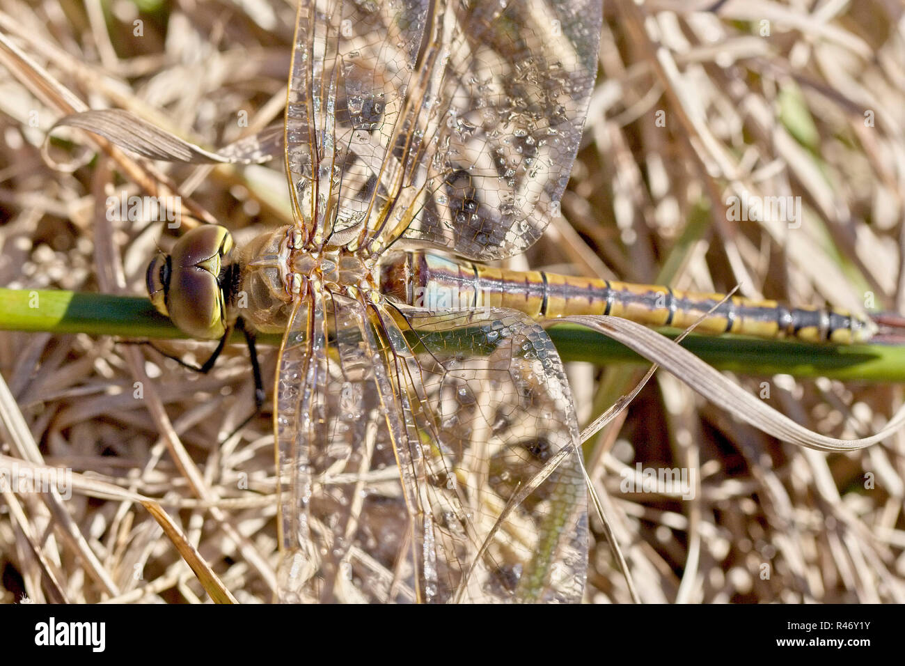 Vagrant Emperor dragonfly (Anax ephippiger), Croft Pascoe Pool, Cornwall, England, UK Stock
