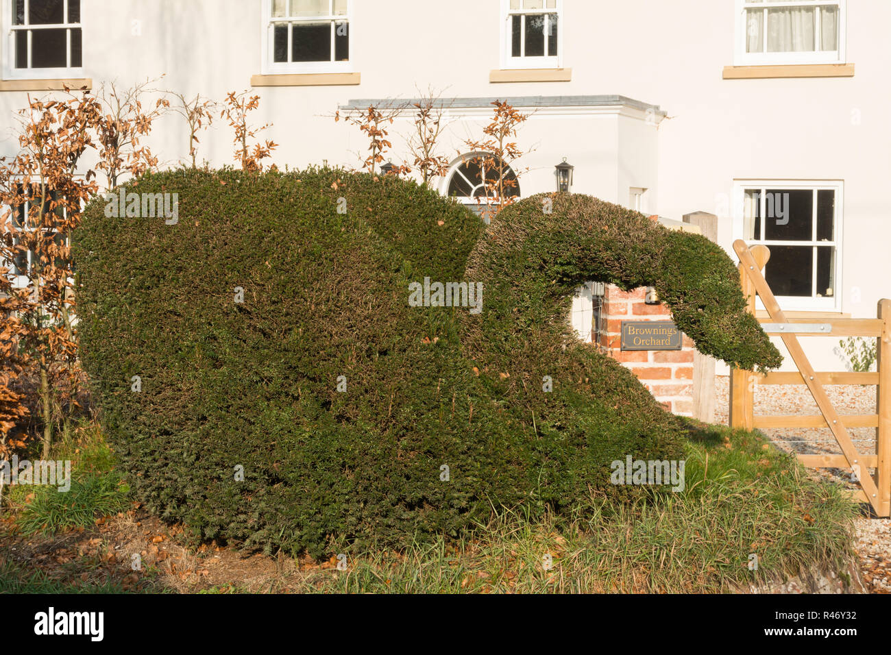 Topiary hedge shaped into a swan in the village of Upper Farringdon in Hampshire, UK Stock Photo