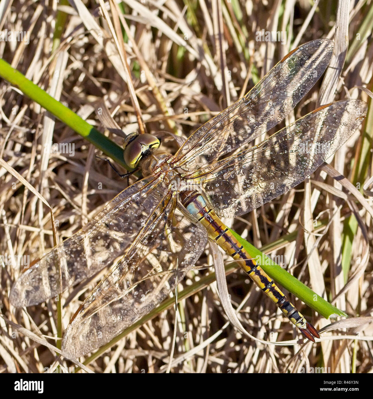 Vagrant Emperor dragonfly (Anax ephippiger), Croft Pascoe Pool, Cornwall, England, UK Stock
