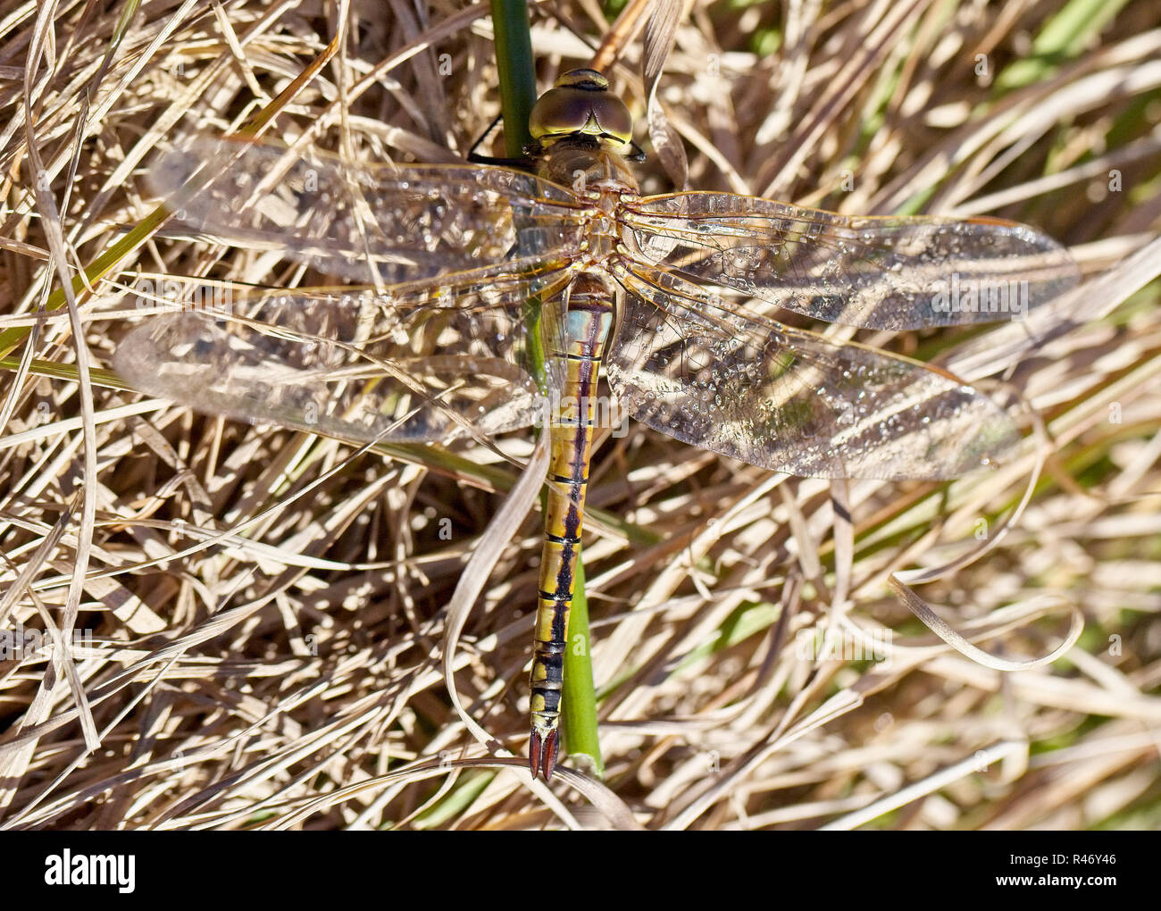 Vagrant Emperor dragonfly (Anax ephippiger), Croft Pascoe Pool, Cornwall, England, UK Stock