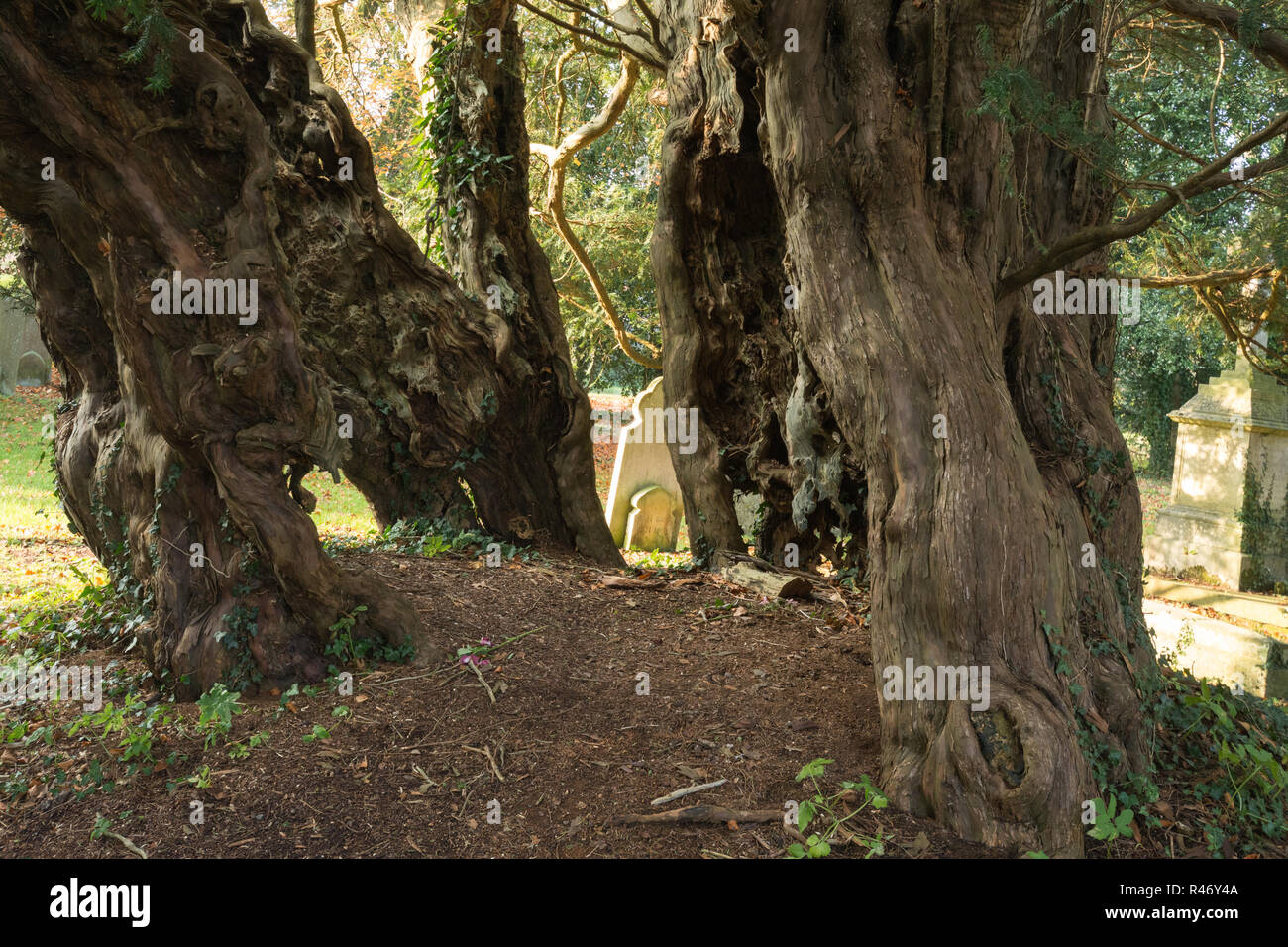 Ancient yew tree in the churchyard in the village of Upper Farringdon in Hampshire, UK. Completely hollow but alive, probably over 2000 years old Stock Photo