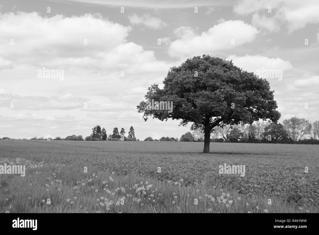 Lone oak tree in a field Stock Photo