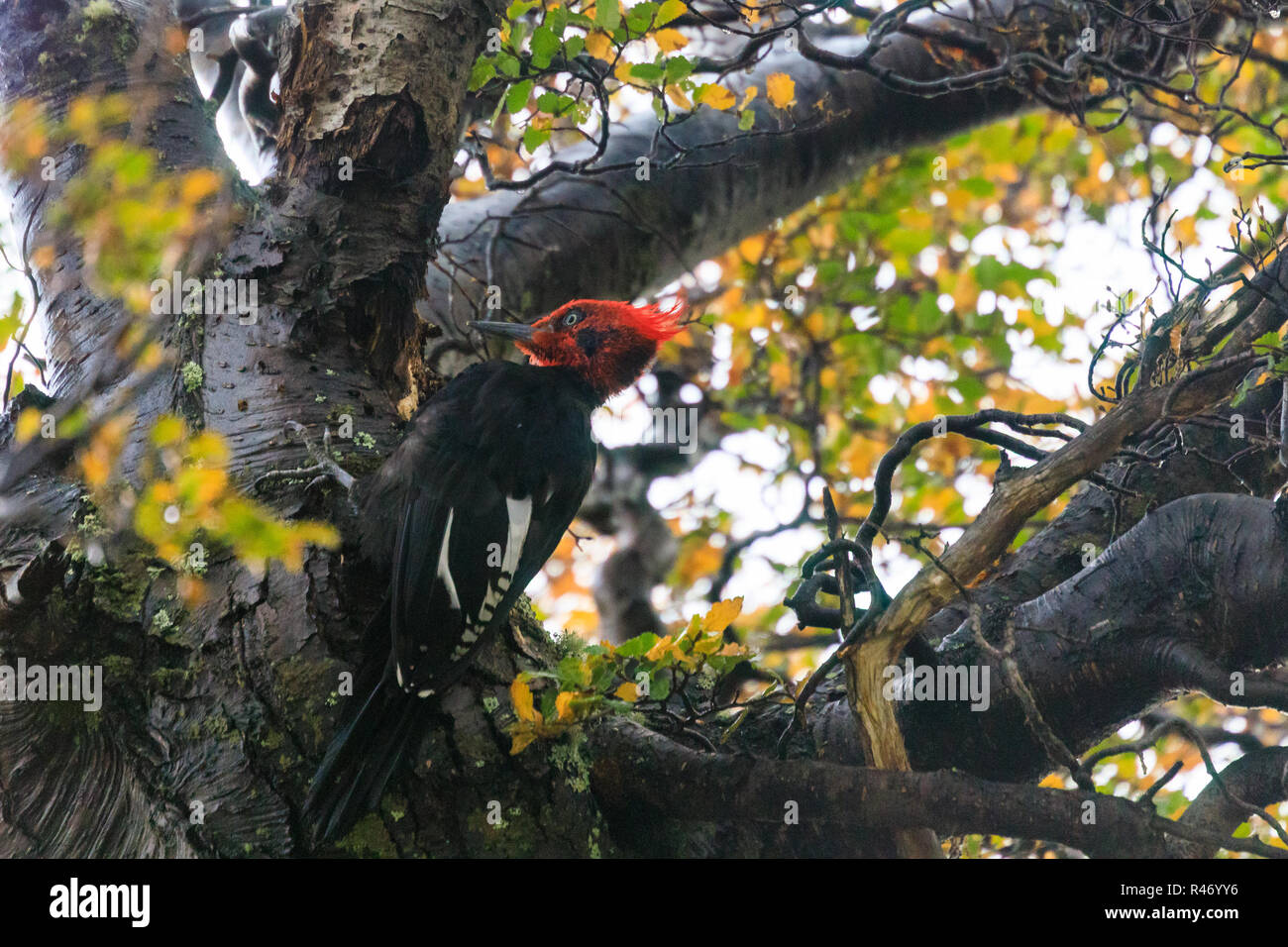 Famous Magellanic woodpecker on a southern beech tree, Patagonia, Chile Stock Photo