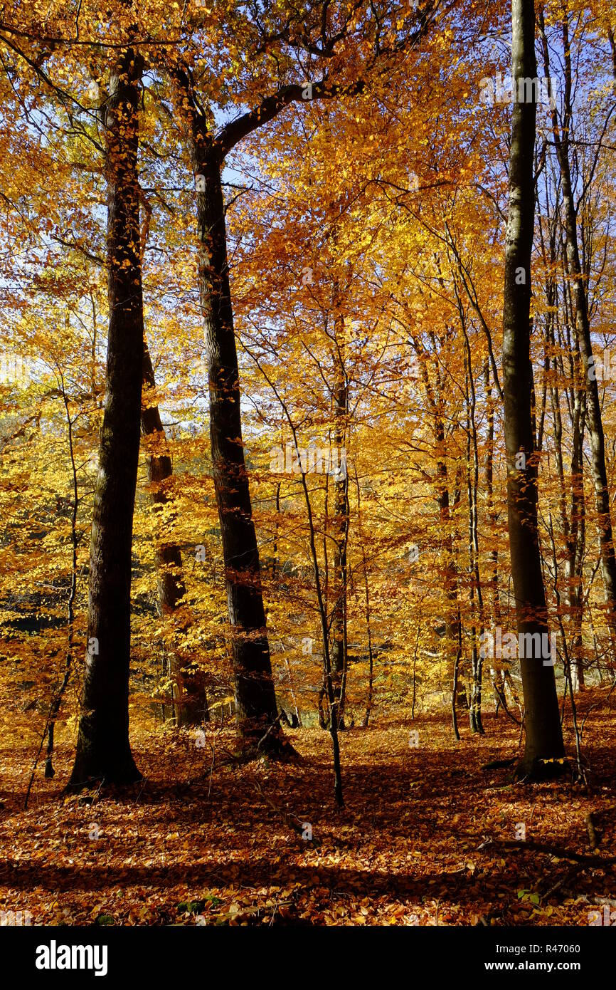 autumn in the northern steigerwald,lower franconia,bavaria,germany Stock Photo