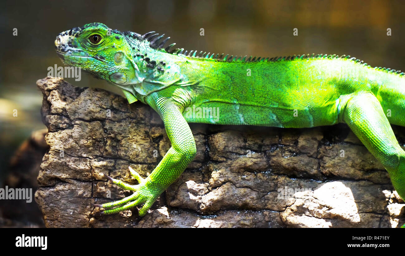 green iguana on a branch // one green iguana lizard .reptile sit Stock ...
