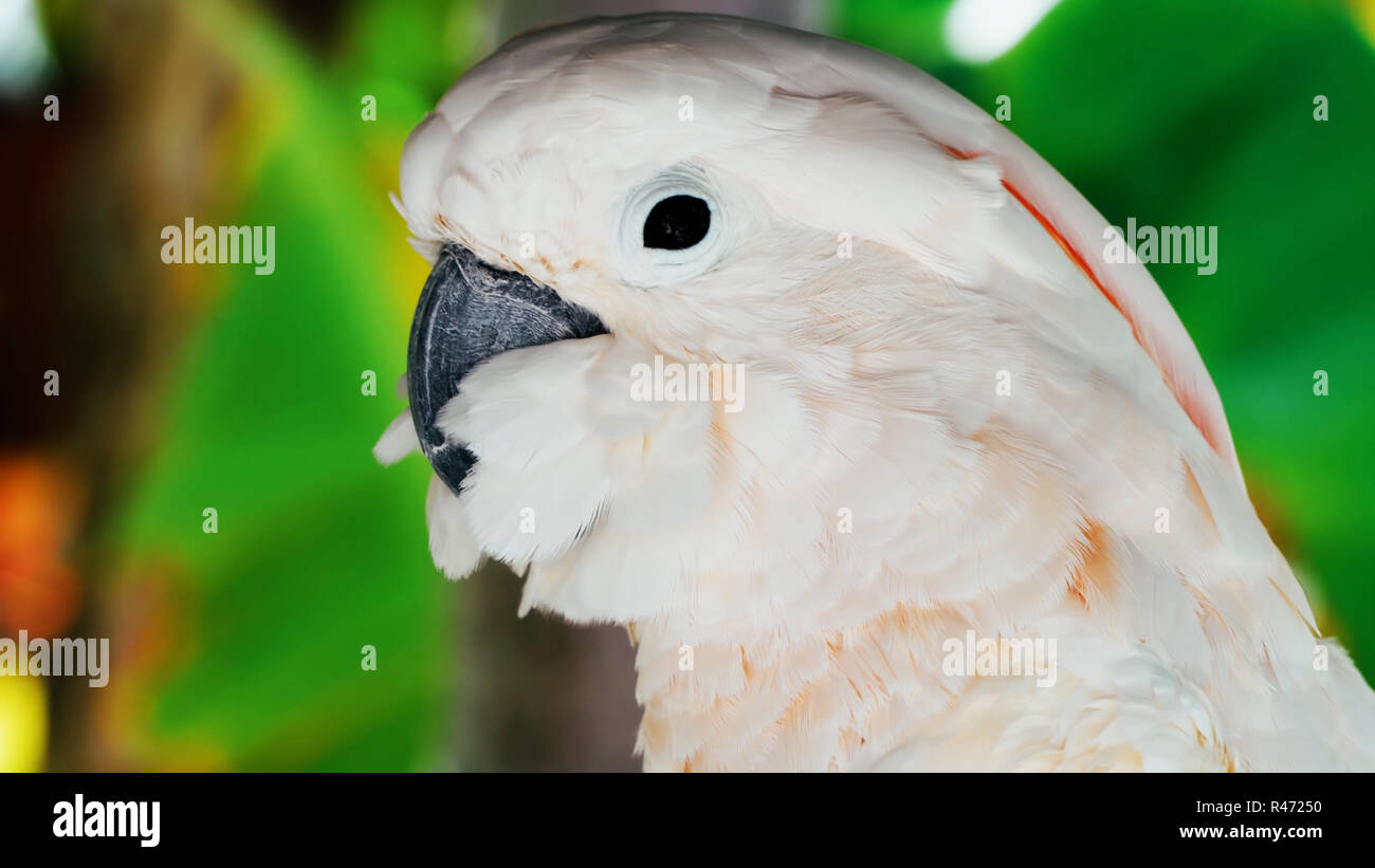 white parrot, cockatoo bird // beautiful white parrot ara 2018 Stock Photo