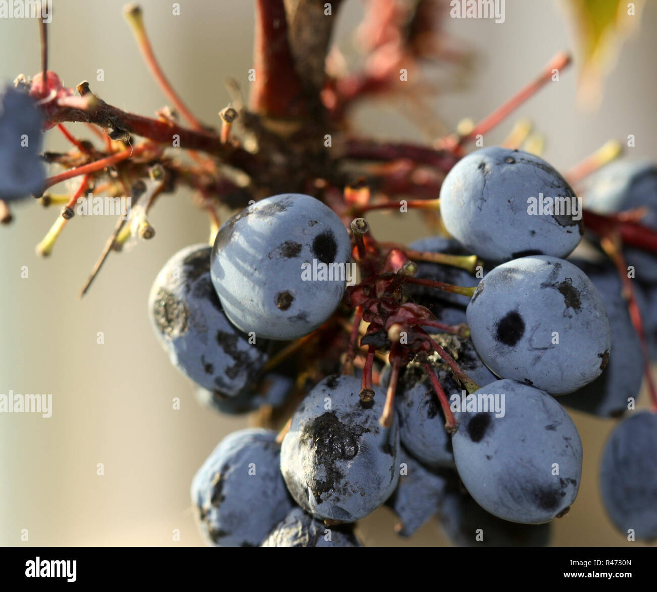 mahonie berries macro Stock Photo