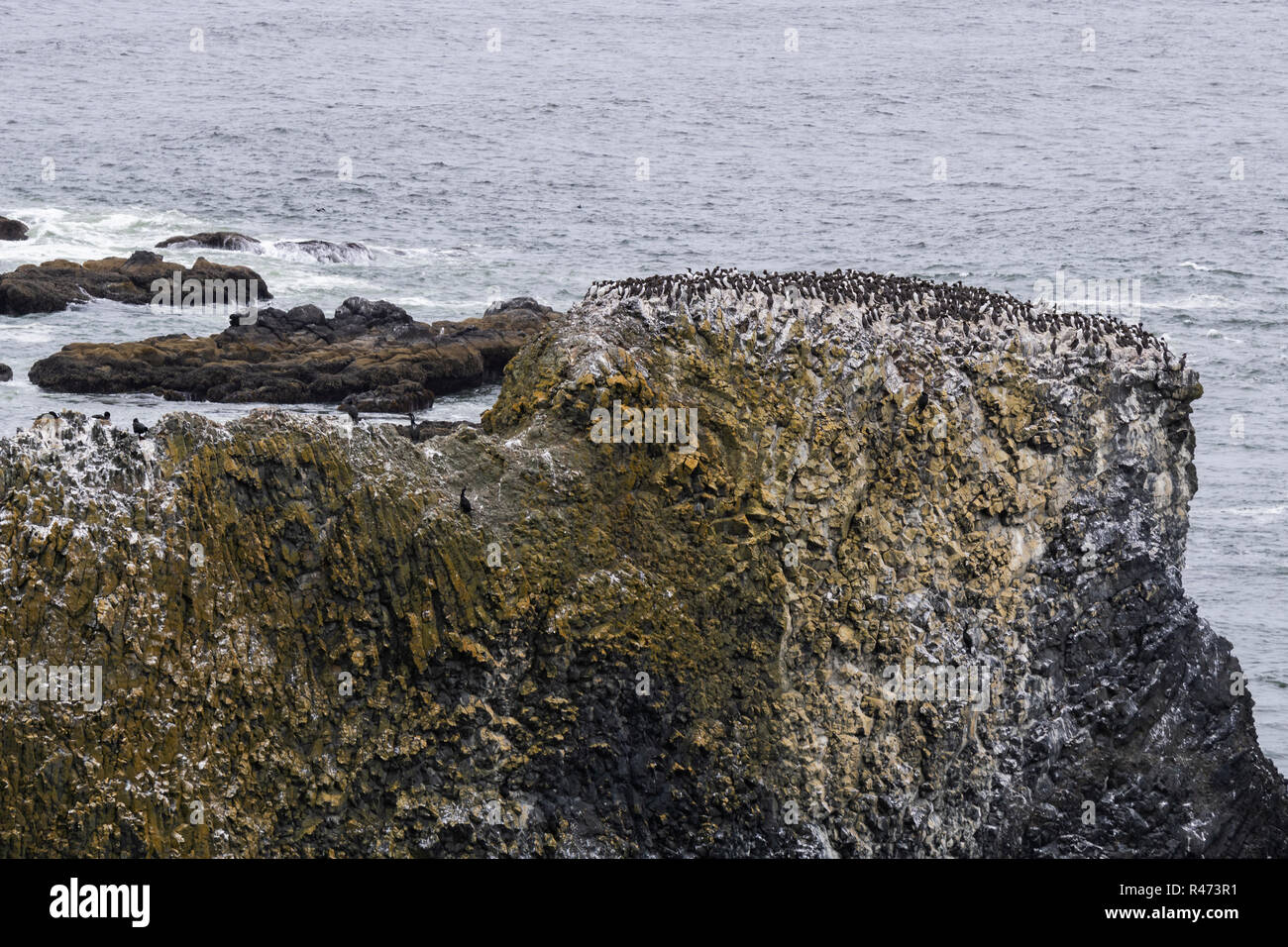 Bird Island, sea stack or rock with group of cormorants, Yaquina Head Outstanding Natural Area, Newport, Oregon coast, USA. Stock Photo