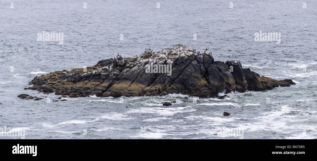 Bird Rock with cormorants, Yaquina Head Outstanding Natural Area, Newport, Oregon Coast, USA. Stock Photo