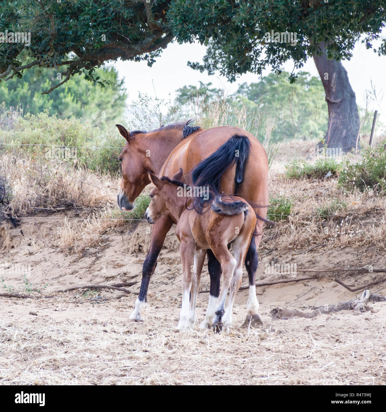 Nursing parents sons horses Stock Photo