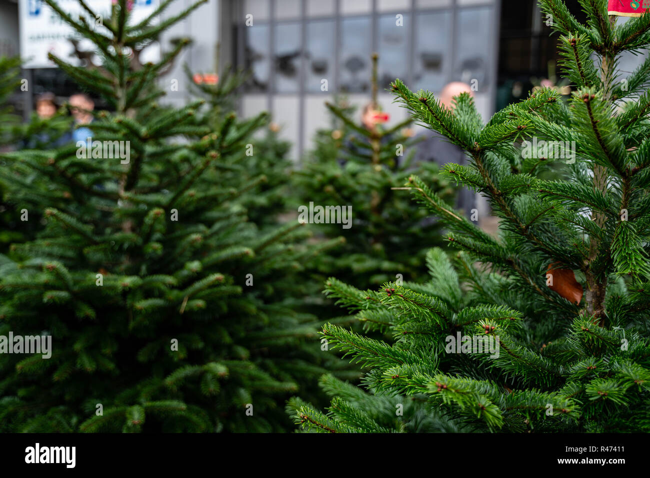 Christmas trees in pots for sale Stock Photo Alamy