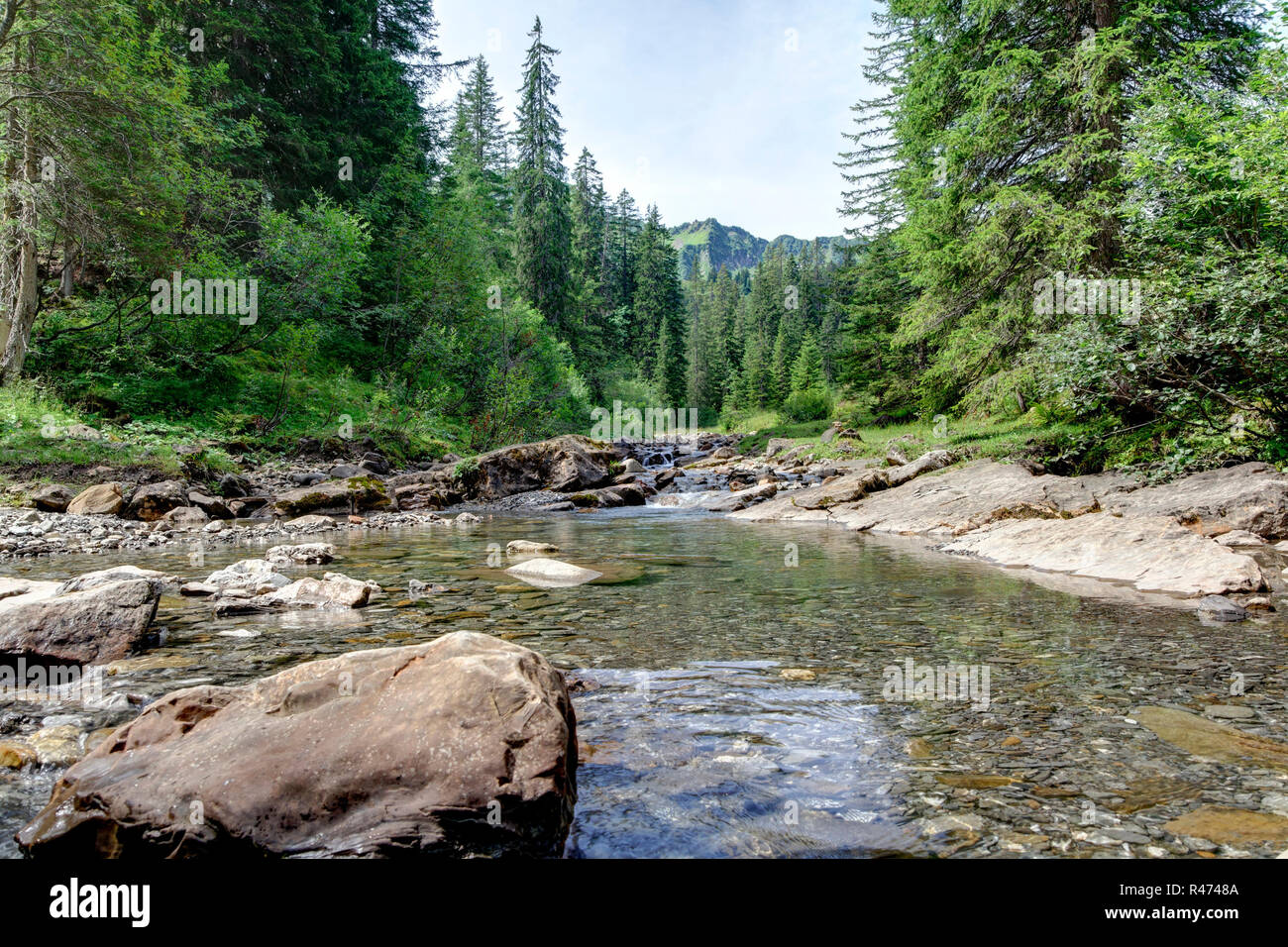 brook at the coniferous forest Stock Photo