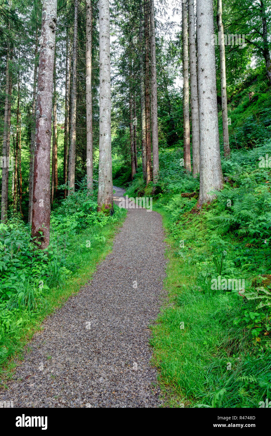 forest road in coniferous forest Stock Photo