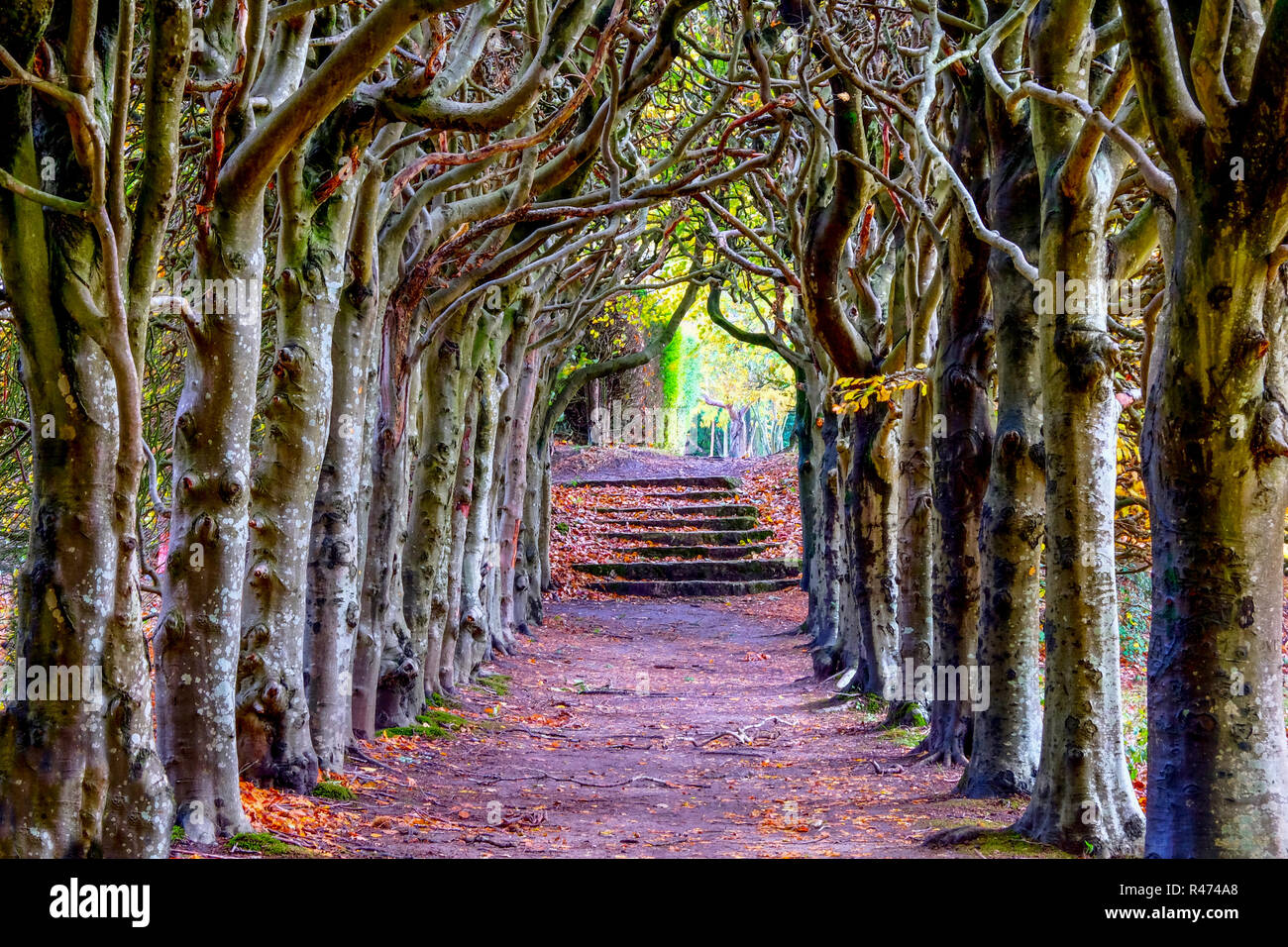looking down the middle of a tree lined pathway, the treea are old a knarled the top of the trees are wound together forming an arch, it is Autumn Fal Stock Photo