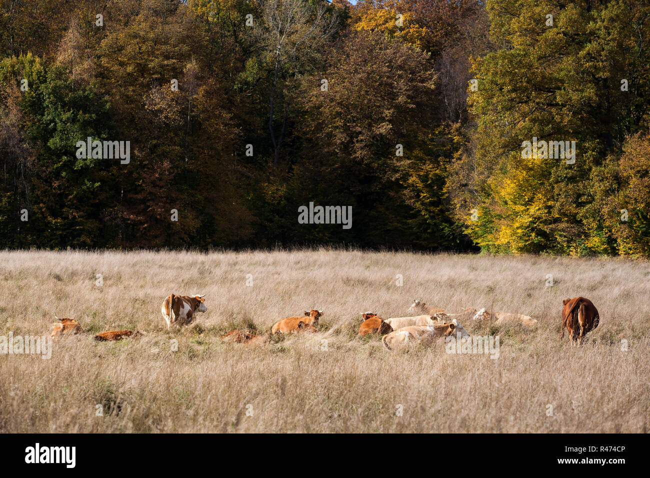 pasture with cow herd in the fall Stock Photo