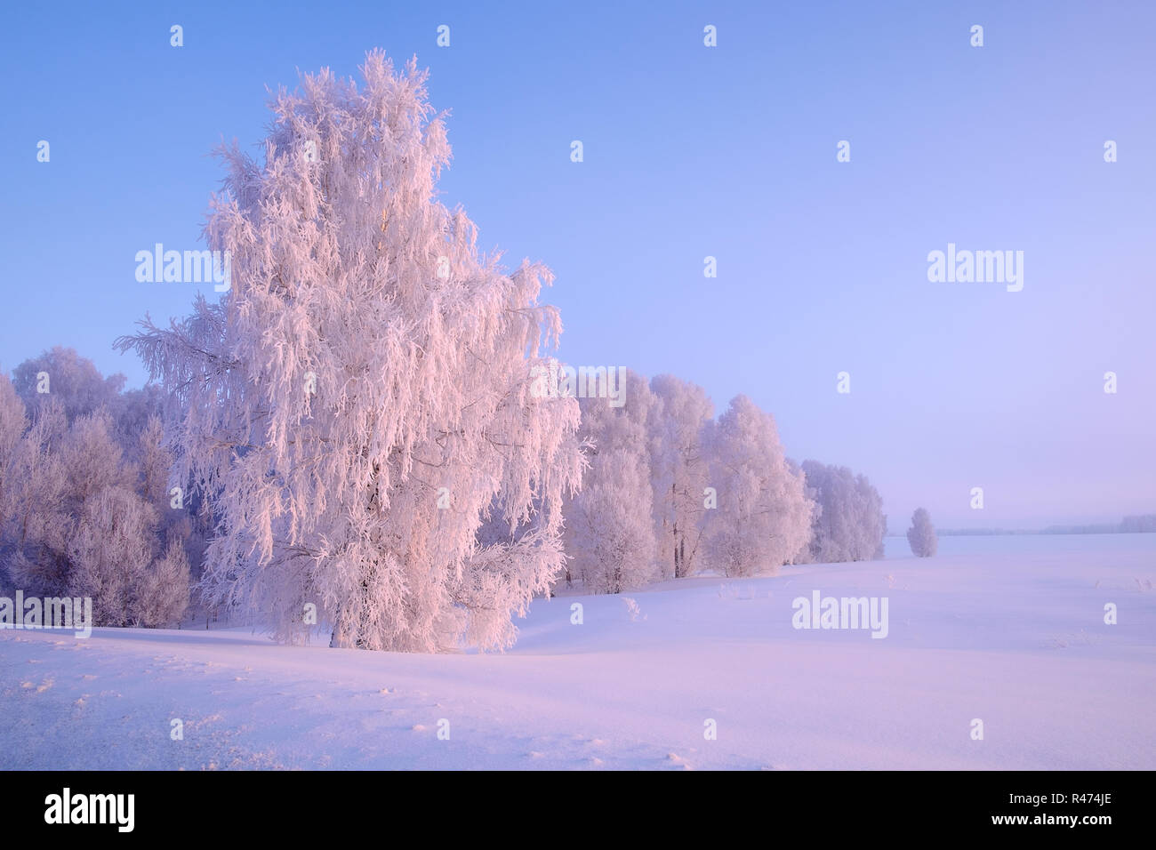 Froozen birch and forest in winter lit by the rising sun. Siberian winter landscape, Altai, Russia Stock Photo